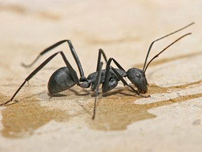Ants Control etobicoke