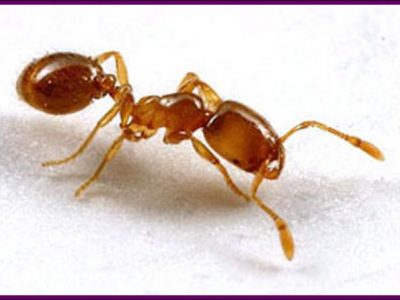 Thief Ants Control Services