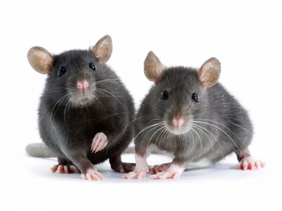 Norway Rat Control Services