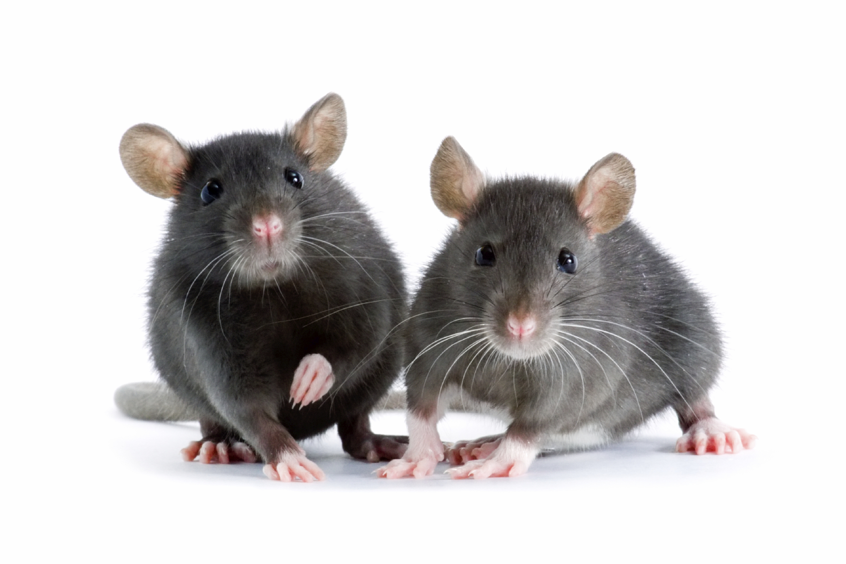 Norway Rat Pest Control Toronto Norway Rat Pest Service Near Me