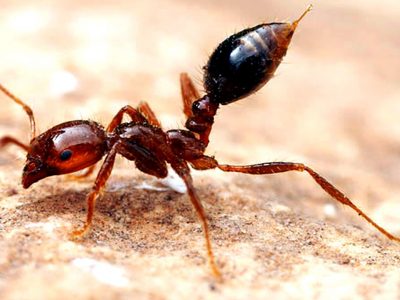 Fire Ant Control Services