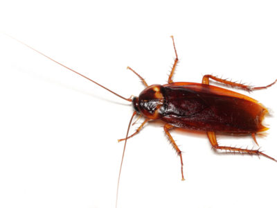 Cockroach Control Brampton