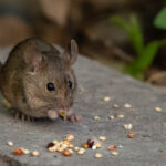 Mouse-Control-Service-In-MISSISSAUGA